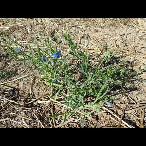 <i>Lathyrus sativus</i> L., 1753 © H. TINGUY