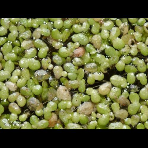 <i>Lemna gibba</i> L., 1753 © H. TINGUY