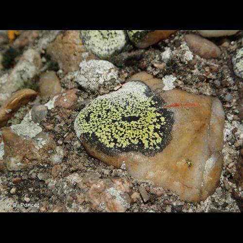 <i>Rhizocarpon geographicum</i> (L.) DC., 1805 &copy; R. Poncet