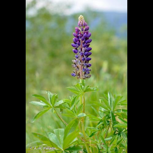 <i>Lupinus </i>x<i> regalis</i> Bergmans, 1924 &copy; A.-H. Paradis