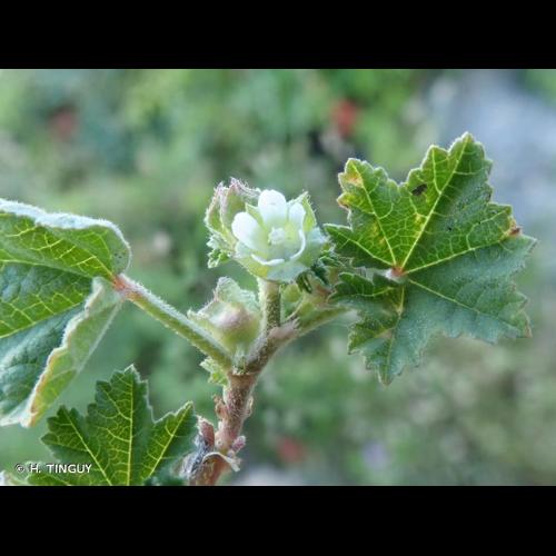 <i>Malva parviflora</i> L., 1753 © H. TINGUY