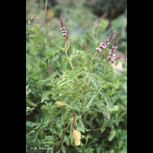 <i>Mentha </i>x<i> piperita</i> L., 1753 &copy; O. Escuder