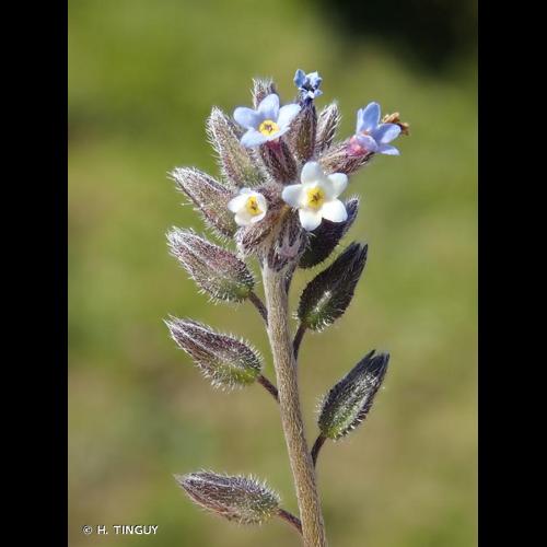 <i>Myosotis dubia</i> Arrond., 1869 © H. TINGUY