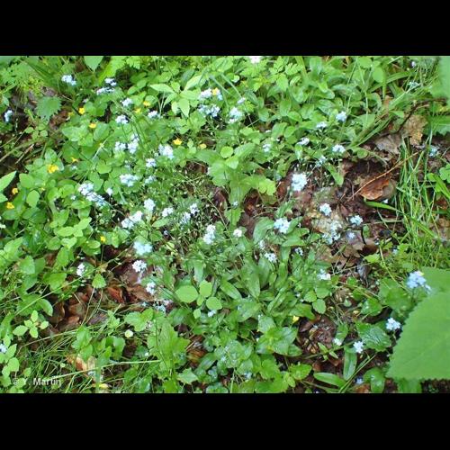 <i>Myosotis sylvatica</i> Hoffm., 1791 &copy; NULL