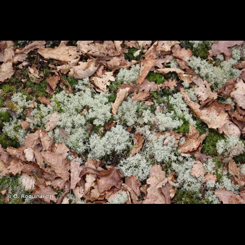<i>Cladonia rangiferina</i> (L.) Weber, 1780 © O. Roquinarc'h