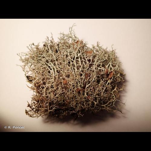 <i>Cladonia ciliata</i> Stirt., 1888 © R. Poncet