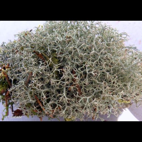 <i>Cladonia portentosa</i> (Dufour) Coem., 1865 © J. Vallade