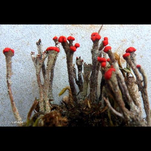 <i>Cladonia macilenta</i> Hoffm., 1796 © J. Vallade