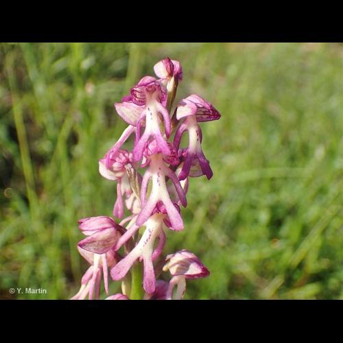 <i>Orchis </i>x<i> spuria</i> Rchb.f., 1849 © NULL
