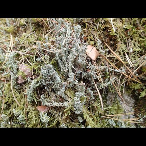 <i>Cladonia squamosa</i> (Scop.) Hoffm., 1796 © R. Poncet