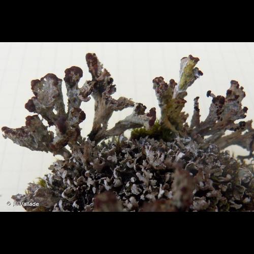 <i>Cladonia cariosa</i> (Ach.) Spreng., 1827 © J. Vallade