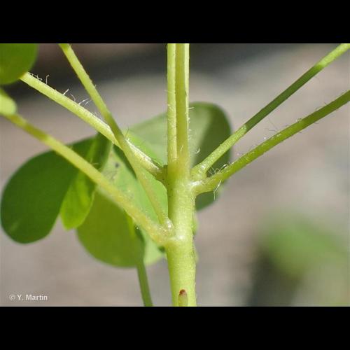 <i>Oxalis stricta</i> L., 1753 © NULL