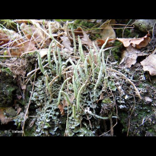 <i>Cladonia coniocraea</i> (Flörke) Spreng., 1827 © J. Vallade