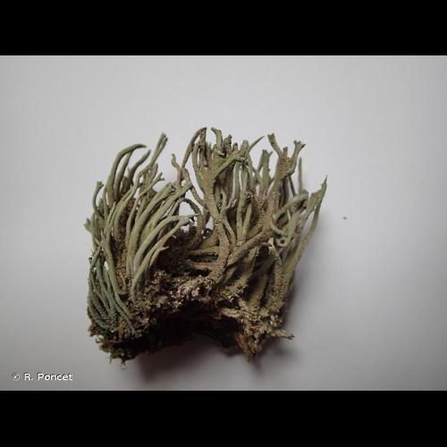 <i>Cladonia subulata</i> (L.) Weber ex F.H.Wigg., 1780 © R. Poncet