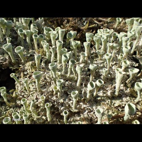 <i>Cladonia fimbriata</i> (L.) Fr., 1831 &copy; H. TINGUY