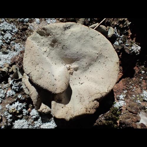 <i>Umbilicaria grisea</i> Hoffm., 1796 &copy; H. TINGUY