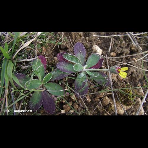 <i>Pilosella officinarum</i> F.W.Schultz & Sch.Bip., 1862 &copy; O. Roquinarc'h