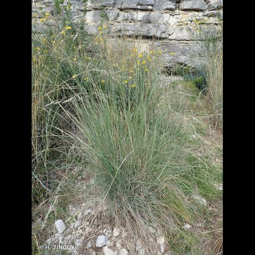 <i>Piptatherum caerulescens</i> (Desf.) P.Beauv., 1812 © H. TINGUY