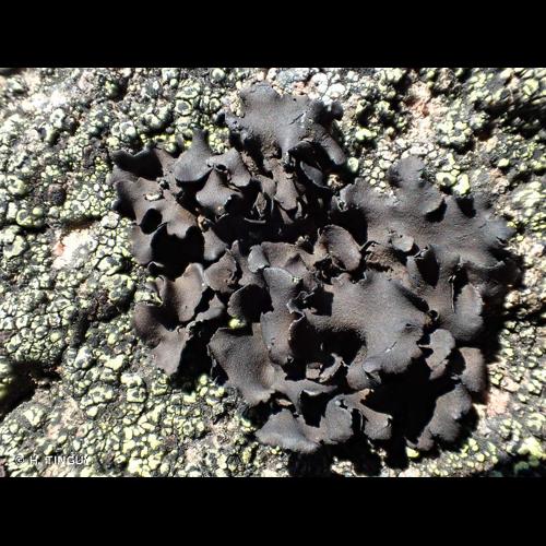 <i>Umbilicaria polyphylla</i> (L.) Baumg., 1790 &copy; H. TINGUY