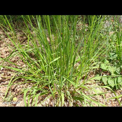 <i>Piptatherum paradoxum</i> (L.) P.Beauv., 1812 © H. TINGUY