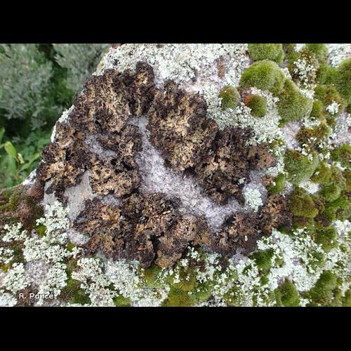 <i>Lasallia pustulata</i> (L.) Mérat, 1821 © R. Poncet