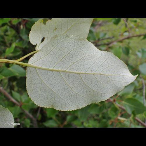 <i>Populus trichocarpa</i> Torr. & A.Gray ex Hook., 1852 &copy; NULL