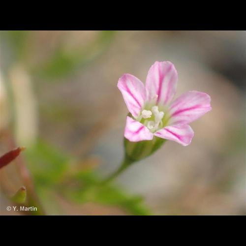 <i>Psammophiliella muralis</i> (L.) Ikonn., 1976 &copy; NULL