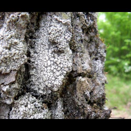 <i>Pertusaria amara</i> (Ach.) Nyl., 1872 © J. Vallade