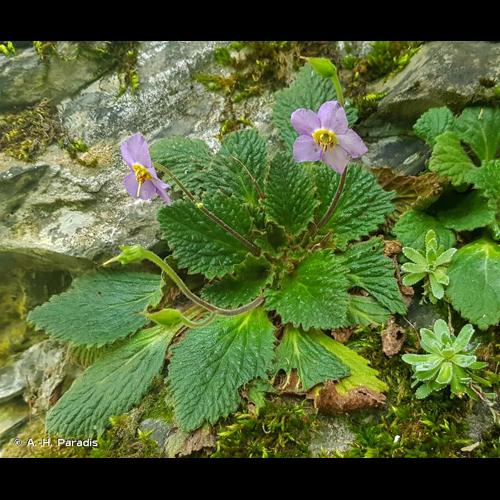 <i>Ramonda myconi</i> (L.) Rchb., 1831 © A.-H. Paradis