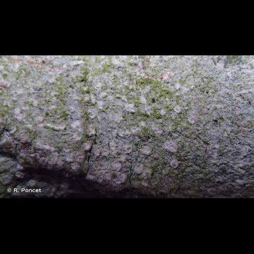 <i>Phlyctis agelaea</i> (Ach.) Flot., 1850 © R. Poncet