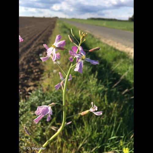 <i>Raphanus sativus</i> L., 1753 © O. Escuder