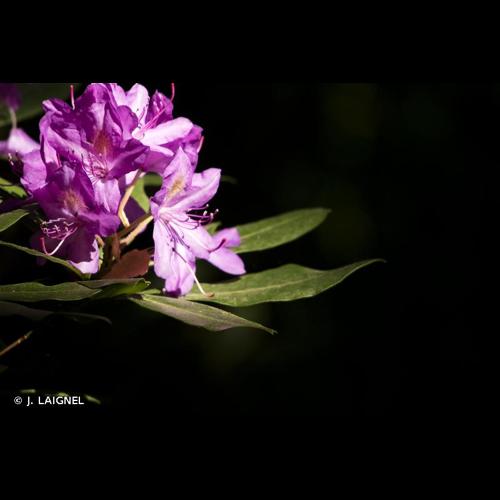 <i>Rhododendron ponticum</i> L., 1762 [nom. et typ. cons. prop.] © J. LAIGNEL