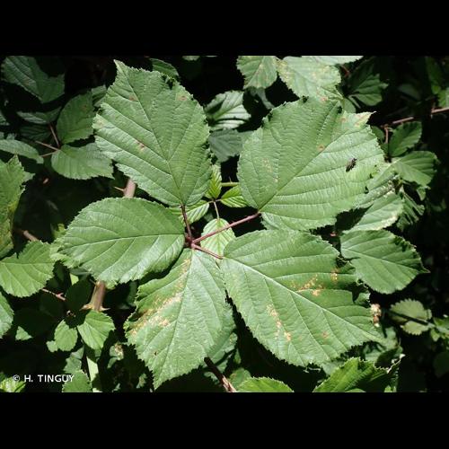 <i>Rubus bifrons</i> Vest ex Tratt., 1823 © H. TINGUY