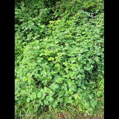 <i>Rubus vestitus</i> Weihe, 1825 &copy; H. TINGUY