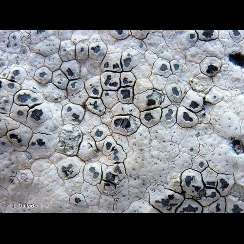 <i>Aspicilia calcarea</i> (L.) Körb., 1859 © J. Vallade