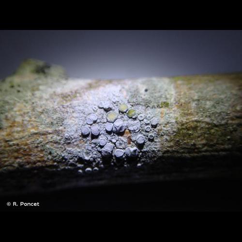 <i>Lecanora carpinea</i> (L.) Vain., 1888 © R. Poncet