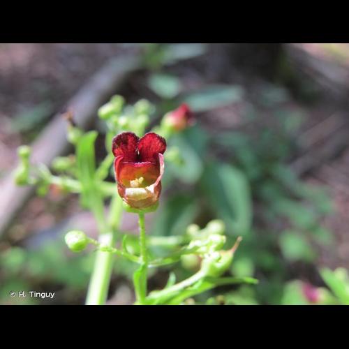 <i>Scrophularia oblongifolia</i> Loisel., 1827 &copy; H. Tinguy