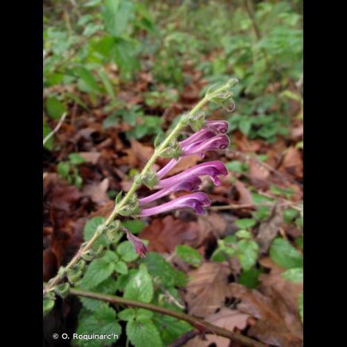 <i>Scutellaria columnae</i> All., 1785 © O. Roquinarc'h