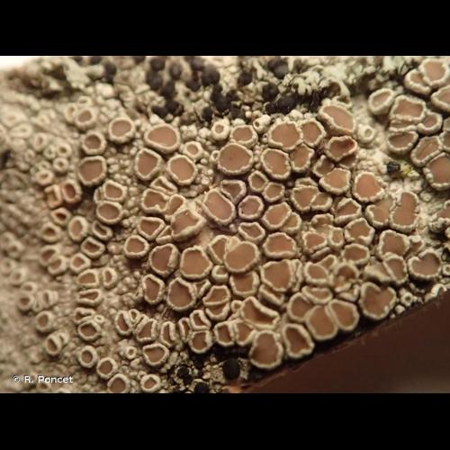 <i>Lecanora chlarotera</i> Nyl., 1872 © R. Poncet