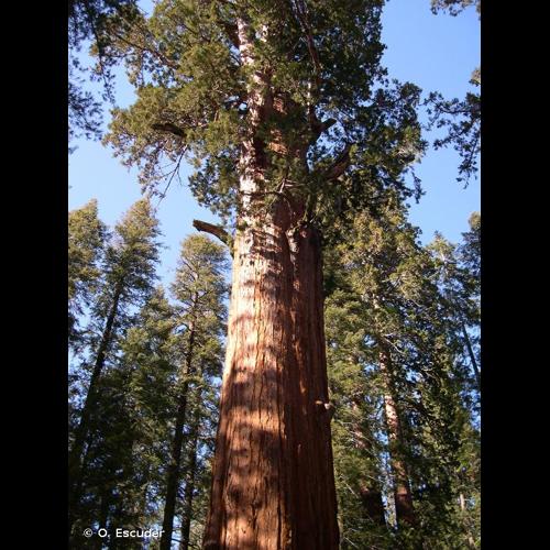 <i>Sequoiadendron giganteum</i> (Lindl.) J.Buchholz, 1939 © O. Escuder