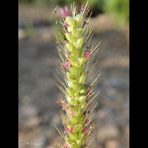 <i>Setaria parviflora</i> (Poir.) Kerguélen, 1987 © H. TINGUY
