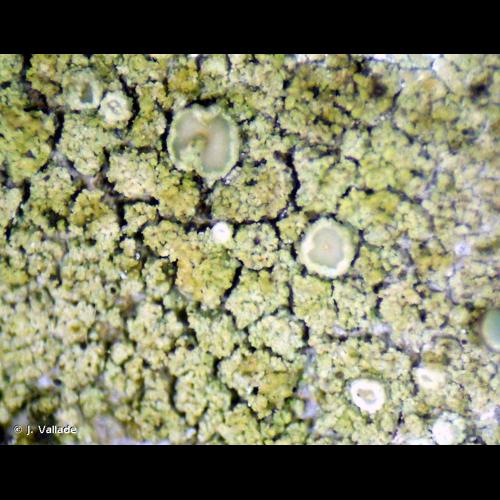 <i>Lecanora conizaeoides</i> Nyl. ex Cromb., 1885 © J. Vallade
