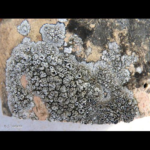 <i>Tephromela atra</i> (Huds.) Hafellner, 1983 © J. Vallade