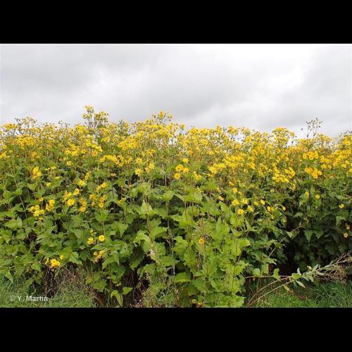 <i>Silphium perfoliatum</i> L., 1759 © NULL