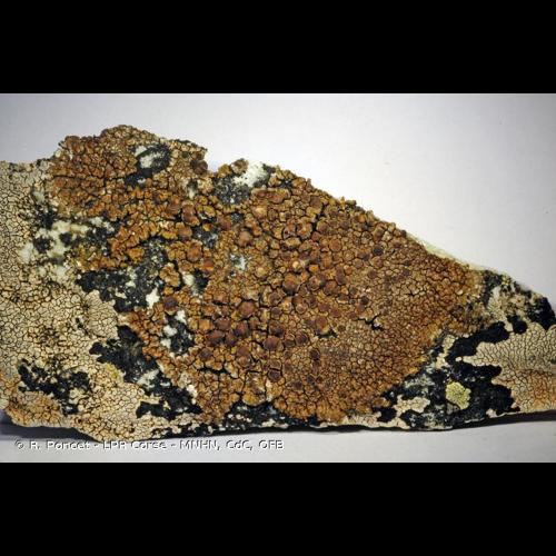 <i>Protoparmelia badia</i> (Hoffm.) Hafellner, 1984 © R. Poncet - LPR Corse - MNHN, CdC, OFB