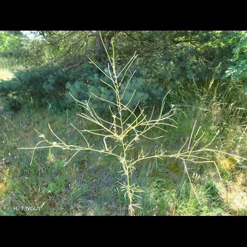 <i>Sisymbrium altissimum</i> L., 1753 © H. TINGUY