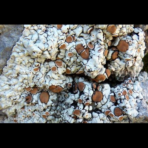 <i>Squamarina lentigera</i> (Weber) Poelt, 1958 © J. Vallade