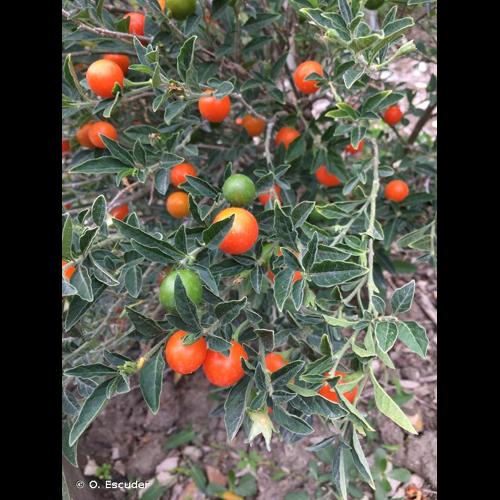 <i>Solanum pseudocapsicum</i> L., 1753 © O. Escuder