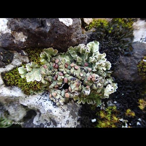 <i>Squamarina cartilaginea</i> (With.) P.James, 1980 © R. Poncet