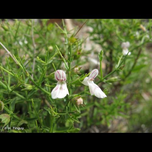 <i>Stachys glutinosa</i> L., 1753 © H. Tinguy